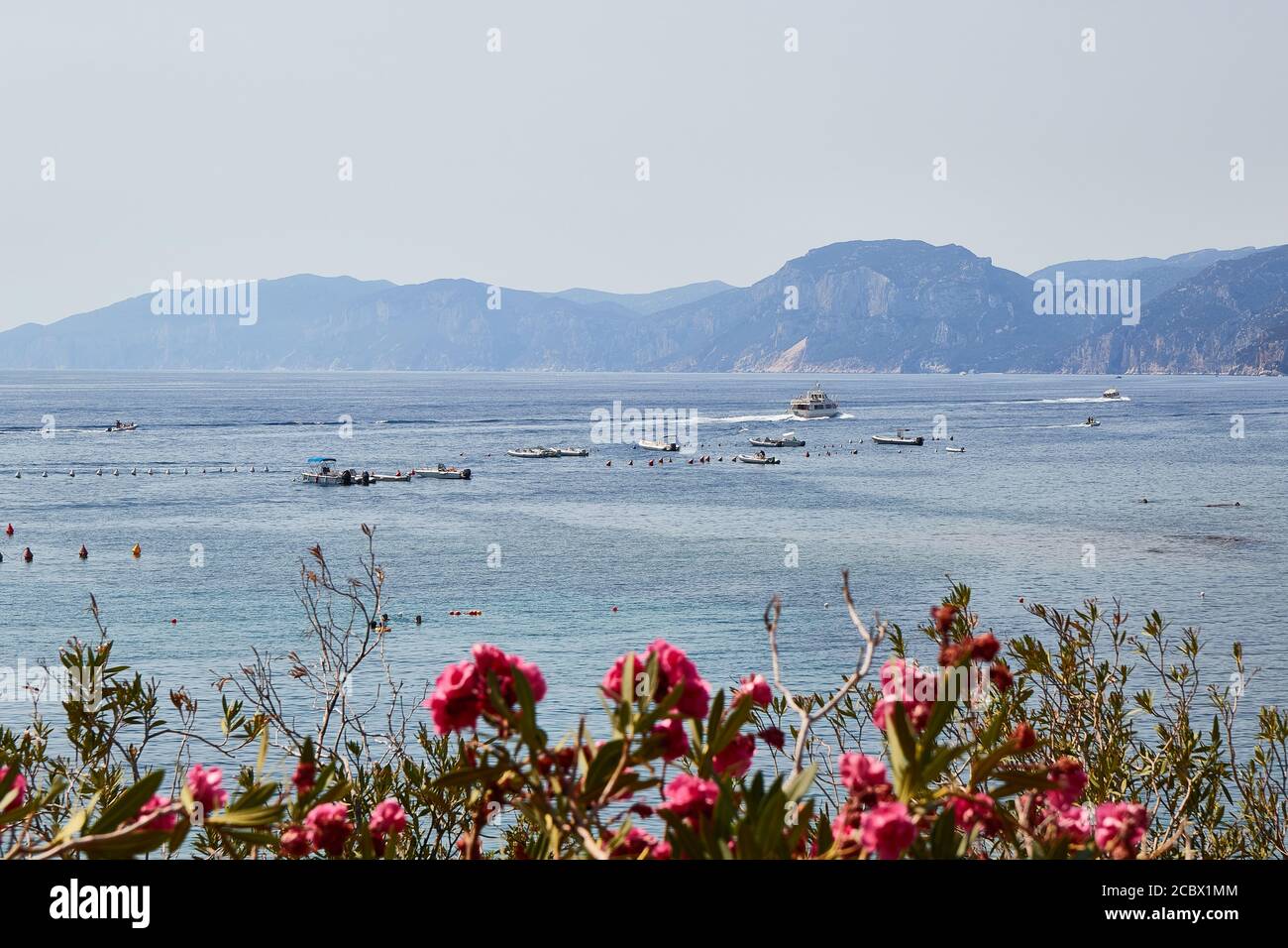 Fiori di oleandro su sfondo montuoso del mare tireniano Foto Stock