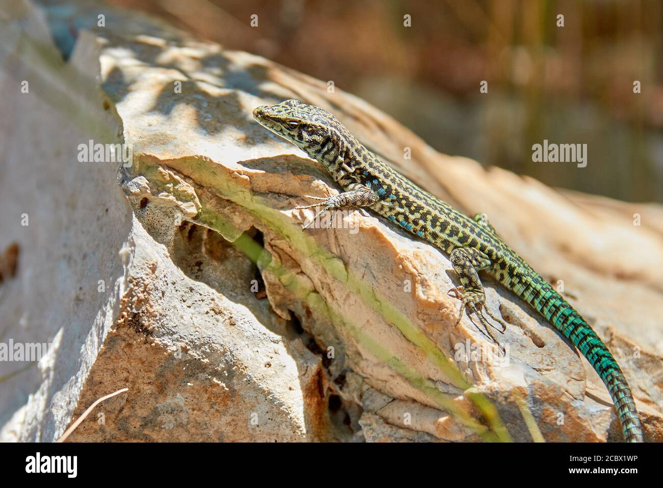 Primo piano fino a lucertola sulla pietra nel Parco Nazionale di Gennargentu In Sardegna Foto Stock