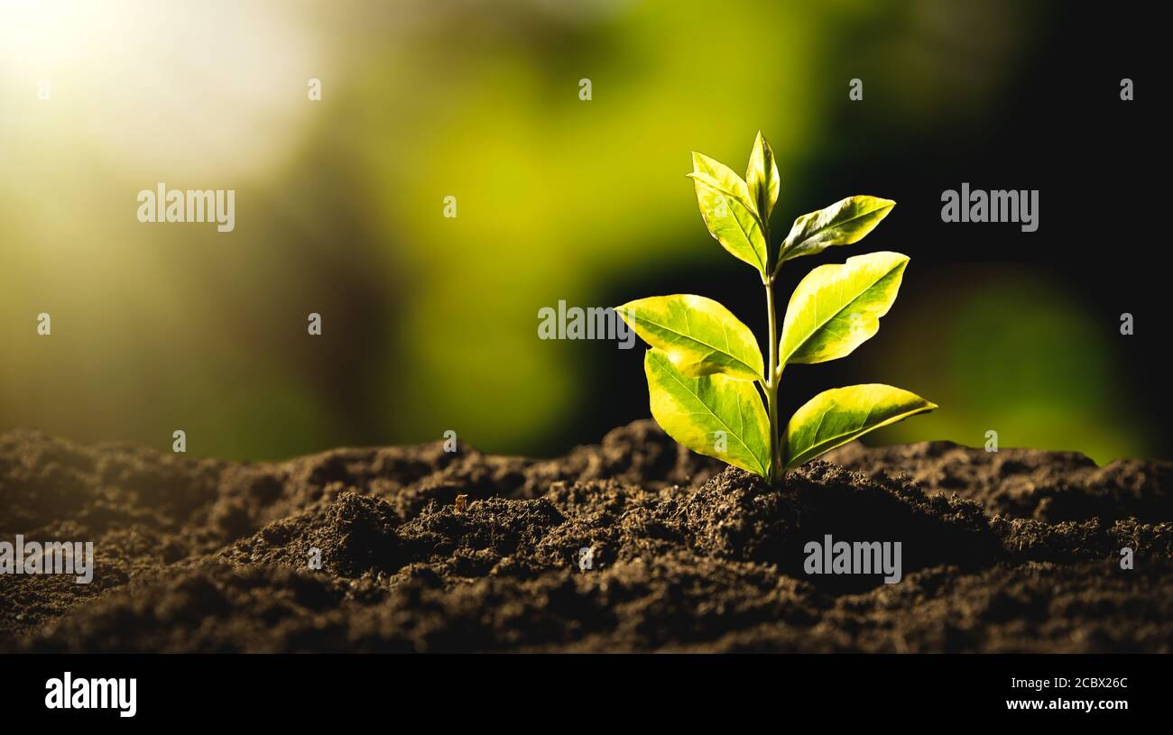 Ambiente ecologico e sostenibile. Pianta crescente. Foto Stock