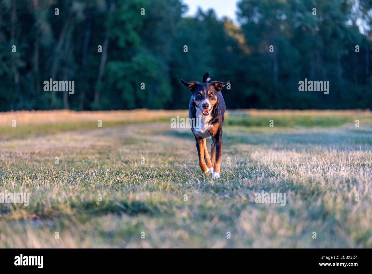 Appenzeller Sennenhund, cane che corre su un campo Foto Stock