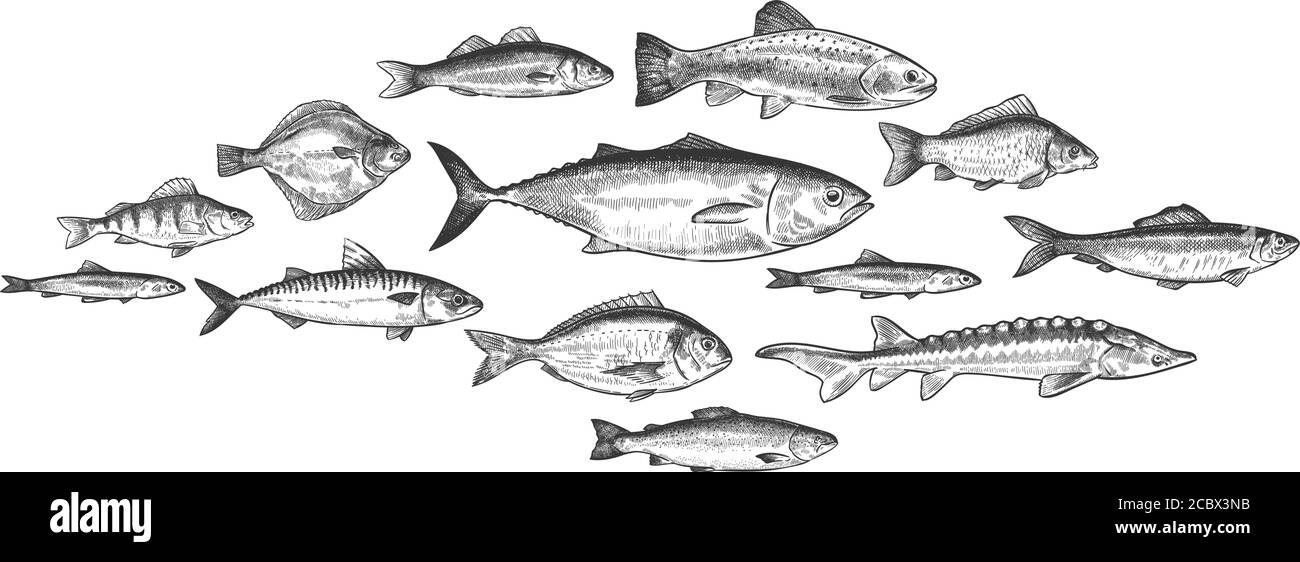 Scuola di pesce. Pesci disegnati a mano Shoal, ecosistema marino sottomarino, abitanti del mare e del fiume vintage incisi stile vettore set Illustrazione Vettoriale