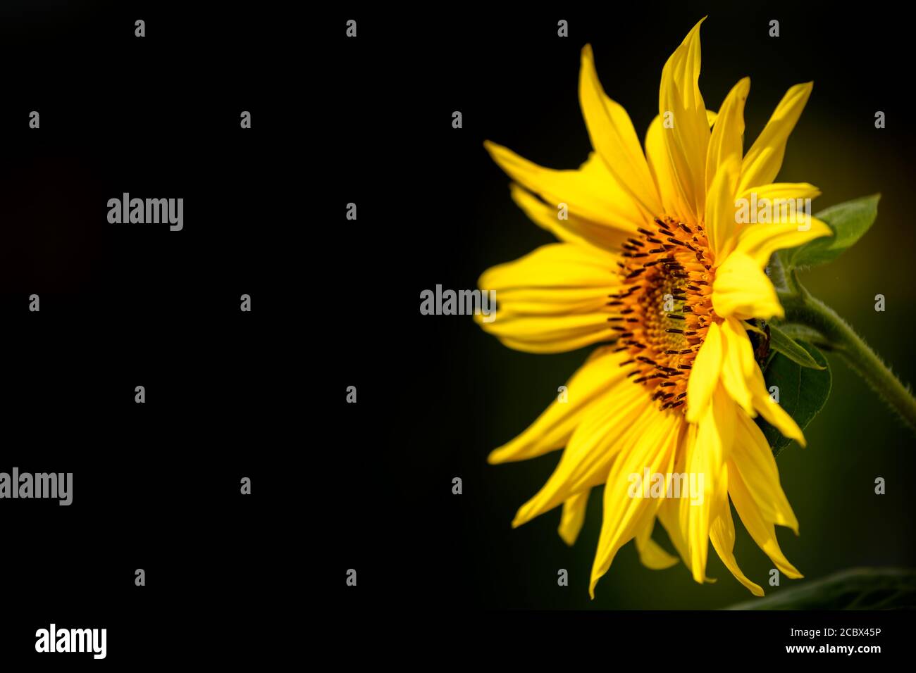 girasole isolato su sfondo nero Foto Stock