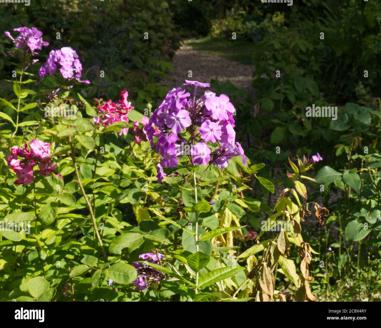 Porpora Giardino Phlox, Phlox Paniculata. Fiori grappolo. Reveley Lodge Trust Gardens, Hertfordshire, Regno Unito. Giardini pubblici e Casa di interesse storico. Foto Stock