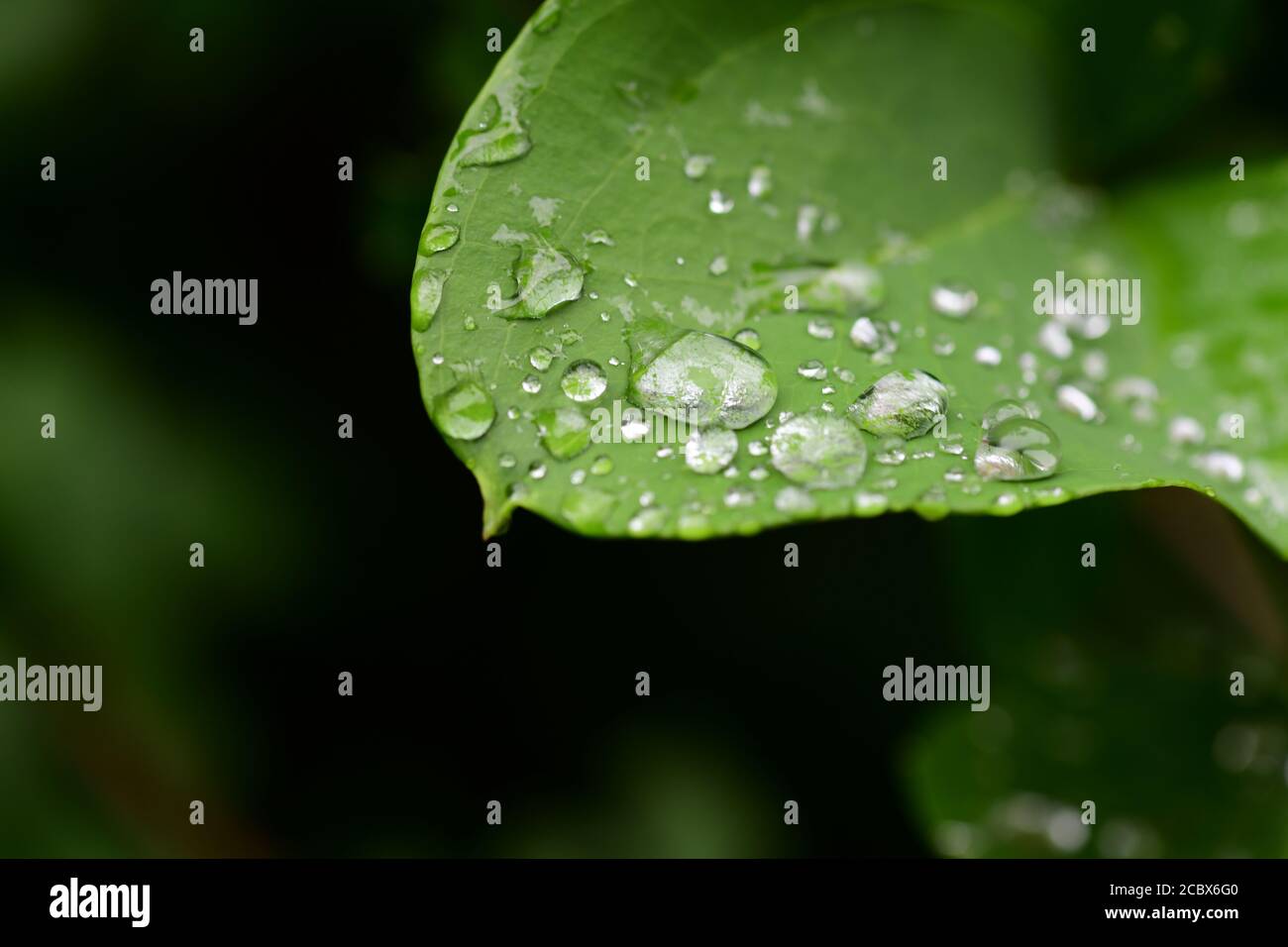 Piante natura scienza naturale azione idrofobica di gocce d'acqua su un cordone di foglia di pianta Foto Stock