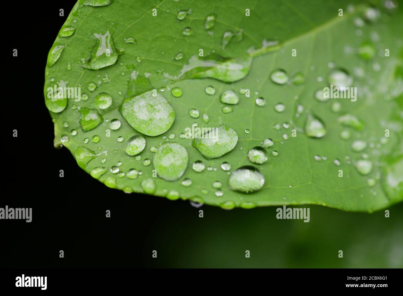 Piante natura scienza naturale azione idrofobica di gocce d'acqua su un cordone di foglia di pianta Foto Stock