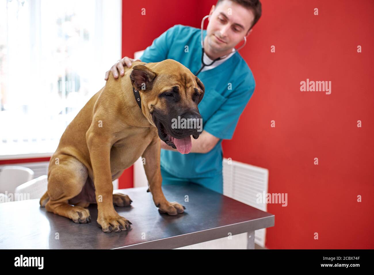 il cane malato è esaminato da veterinario con l'uso di stetoscopio, l'animale si siede sul tavolo senza forza Foto Stock