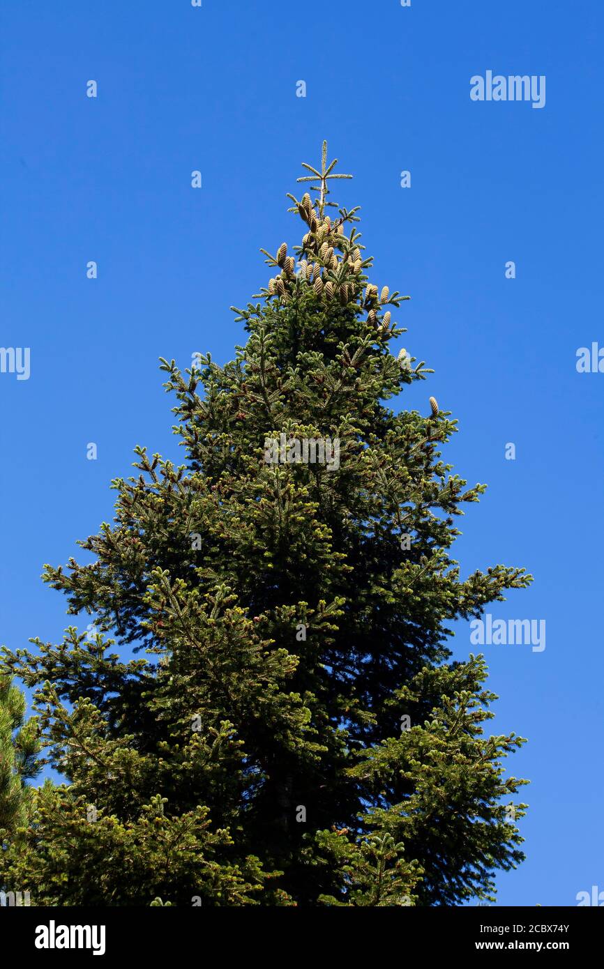 Abete, pino, una specie di alberi endemici per le celebrazioni natalizie nella montagna di Ida. Ida montagna ha piante endemiche e alberi .Turchia Foto Stock