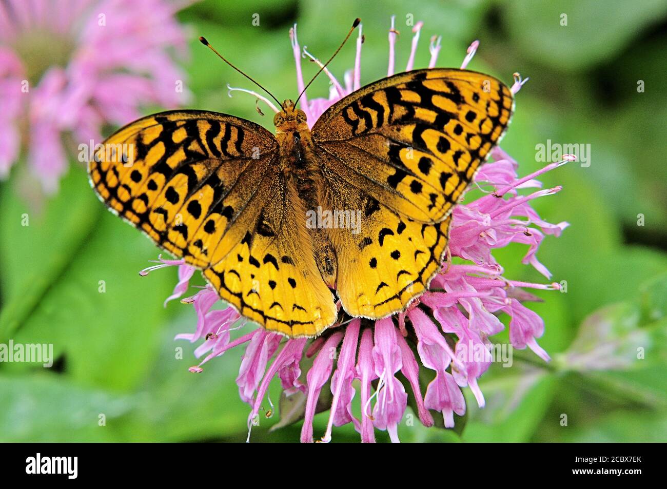 Esempio di impollinazione naturale dei fiori. Closeup di comune giallo-arancio mormone farfalla di Fritillary (Speyeria mormonia) attratto da blos balsamo d'ape rosa Foto Stock
