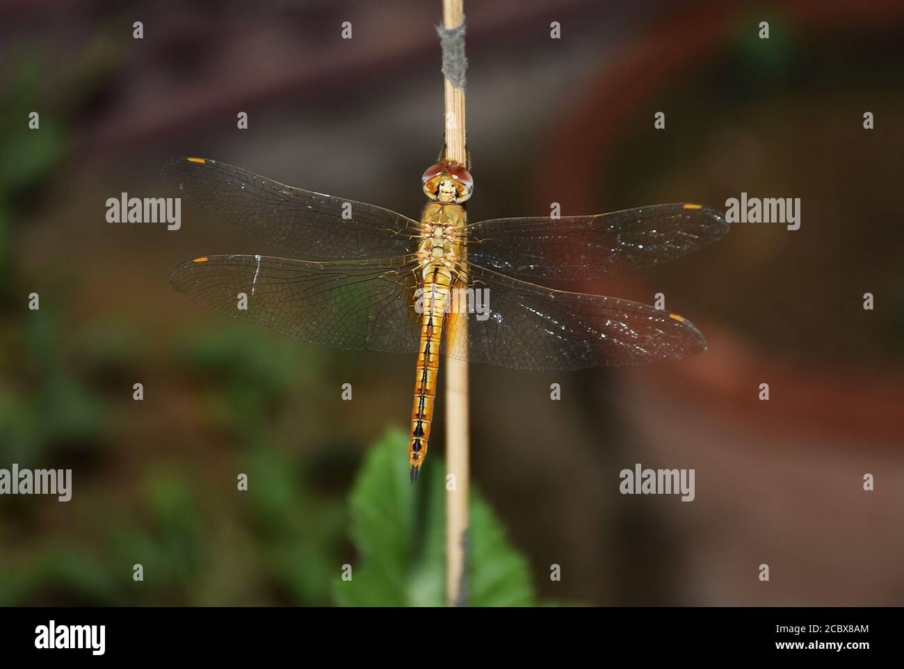 Colpo sul retro di una Dragonfly gialla seduta su un wodden bastone Foto Stock