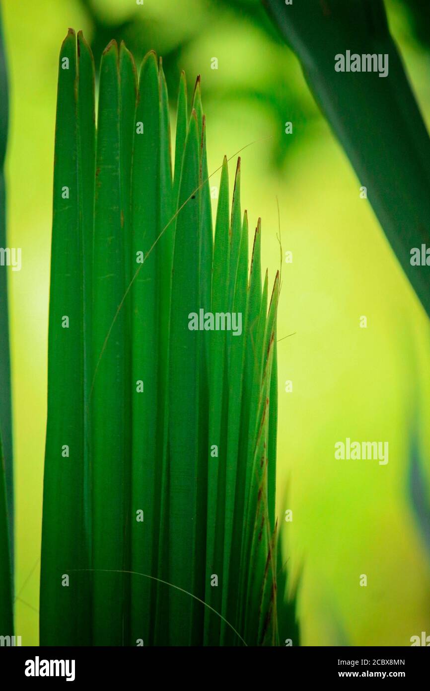 Foglia di palma verde isolata su sfondo giallo Foto Stock