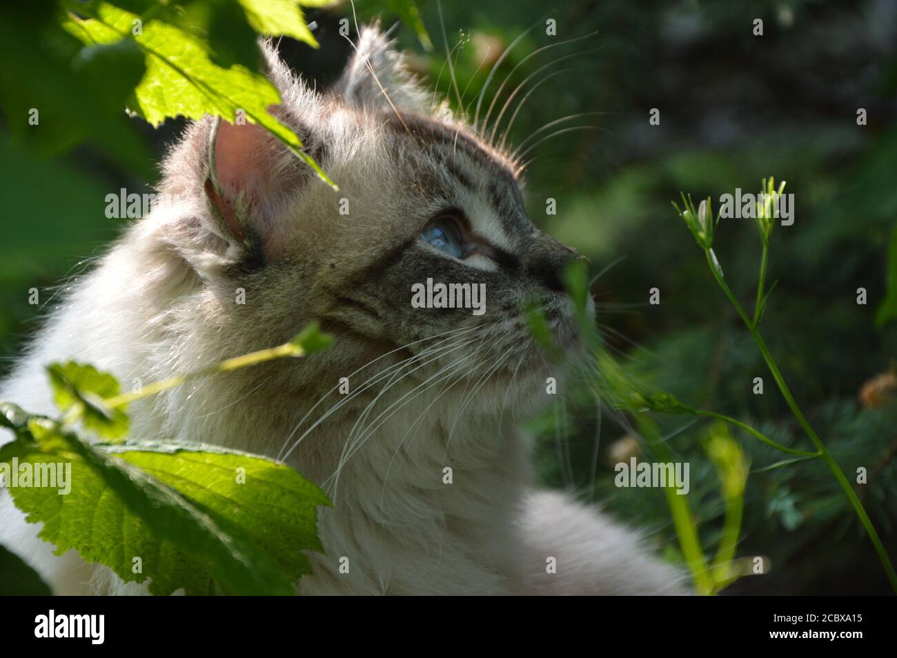 Amato di Cassonia Dolls, SK - Ragdoll maschio (gattino) (sigillo lynx colorpoint-rag p 21) occhio blu profilo gatto foto in natura Foto Stock