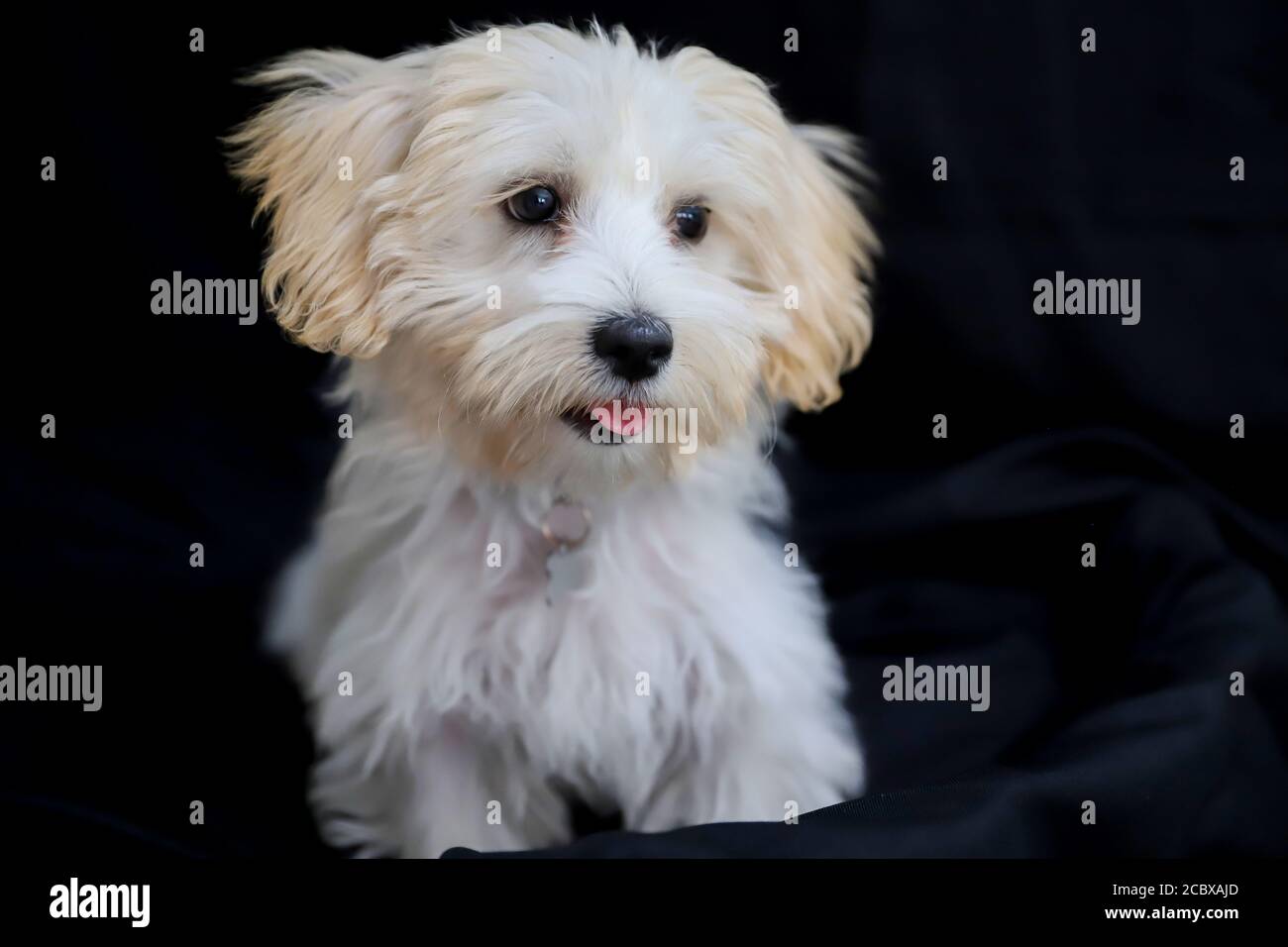 malta terrier posa tranquillamente in studio Foto Stock