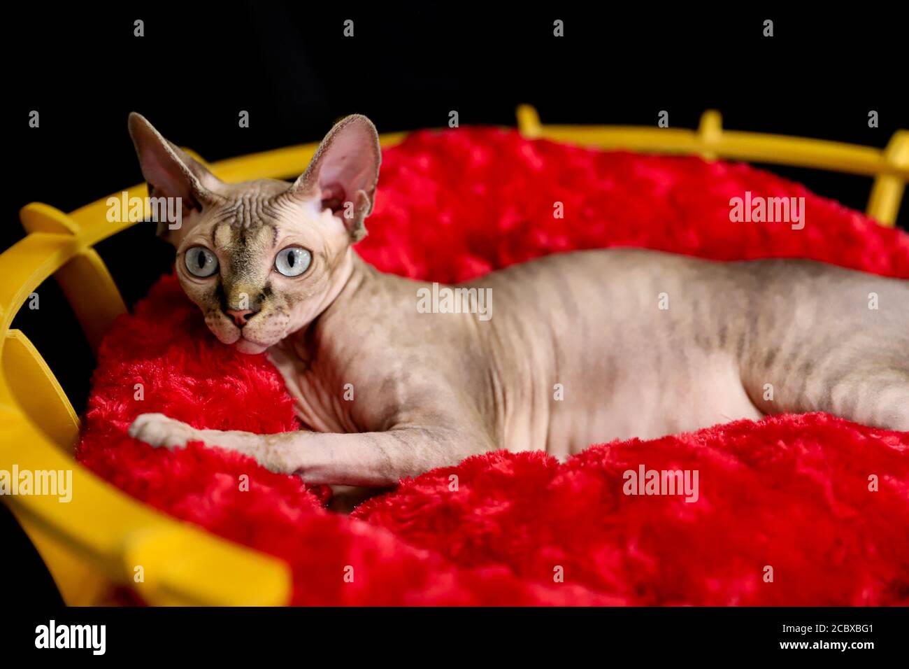 un gatto di sfinge incinta che posa in studio Foto Stock