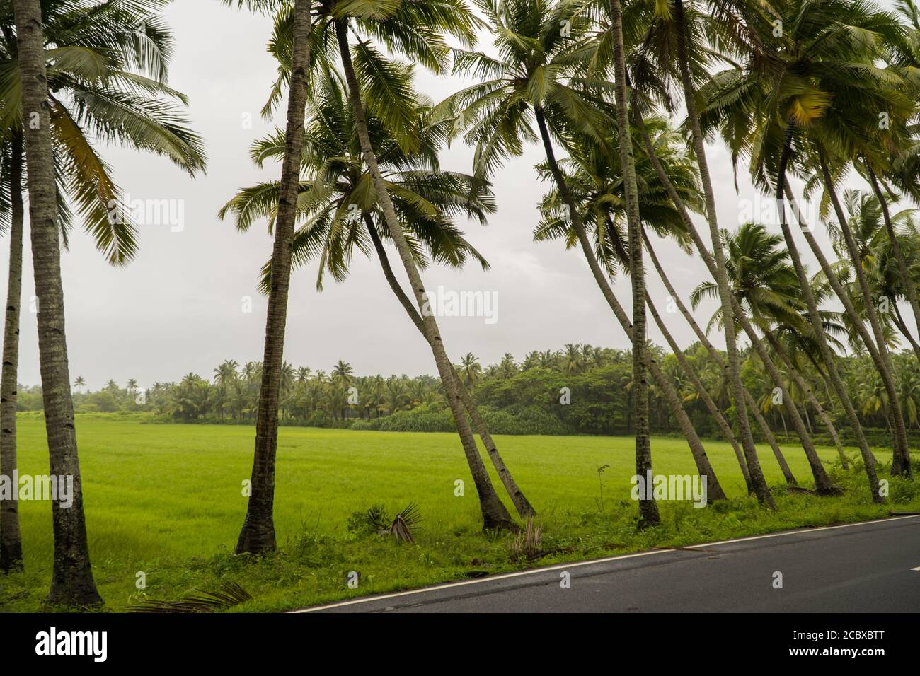 Un bel tratto di palme inclinate e dritte lungo una strada del villaggio a Goa, India - catturato durante i monsoni con cielo grigio e lussureggiante vegetatio Foto Stock
