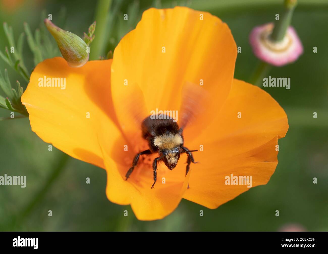 Bumble Bee (Bombus vossesenskii) Raccolta polline in California Poppy fiore Foto Stock