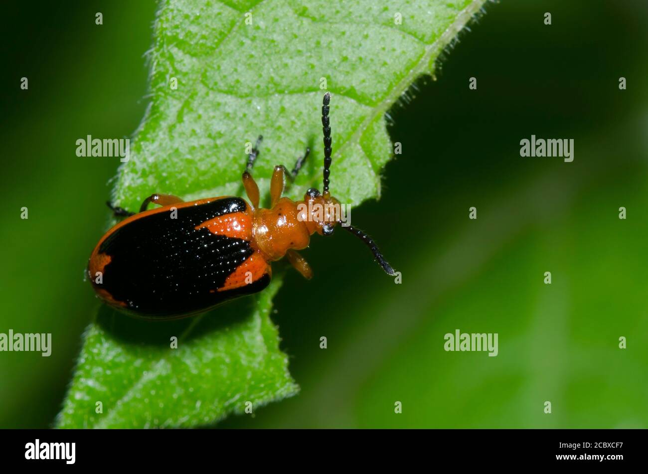 Beetle foglia, congiunta Lema Foto Stock