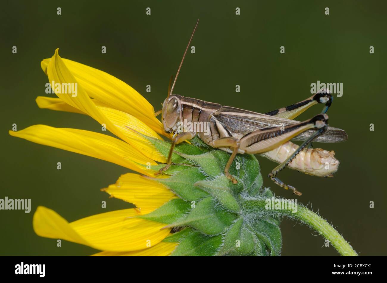 Grasshopper a due righe, Melanoplus bivittatus, maschio su girasole comune, Helianthus annuus Foto Stock