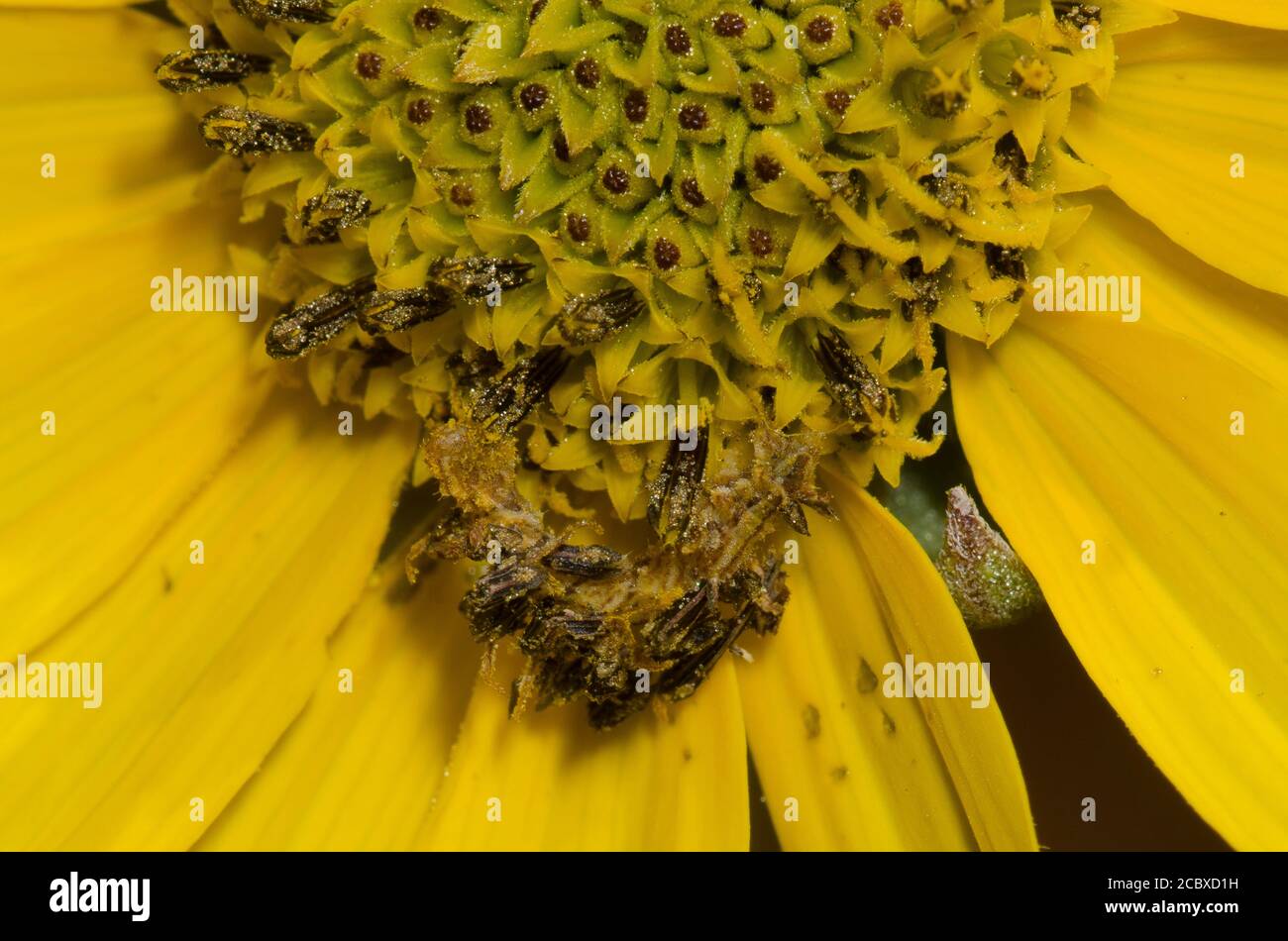 Geometrid Moth, Synchora sp., larva camuffata con detriti di fiori su Ashy Girasole, Helianthus mollis Foto Stock