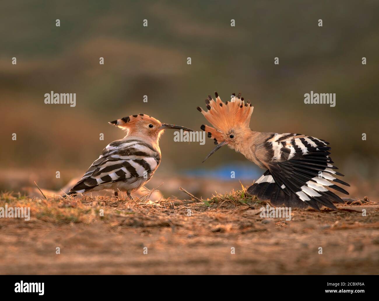 Hoopoe è un uccello tropicale bello in Pakistan Foto Stock