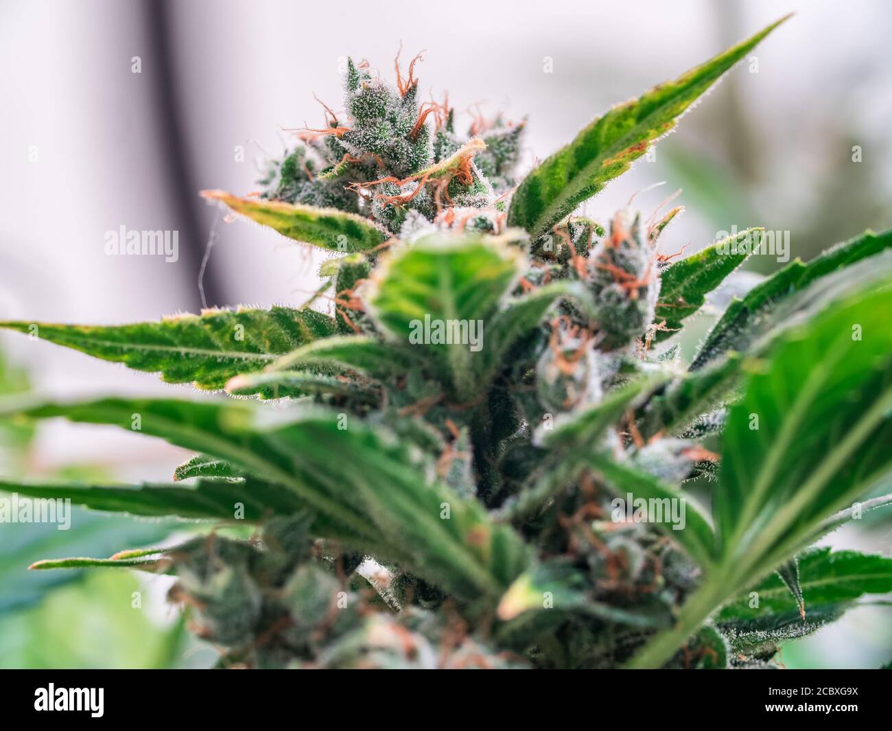 Pianta di cannabis Fiore Foto Stock