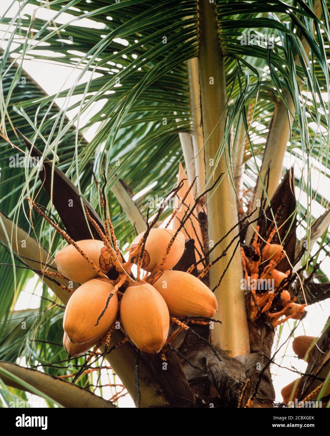 Maturazione di noci di cocco su un albero, Cocos nucifera, Malesia Foto Stock