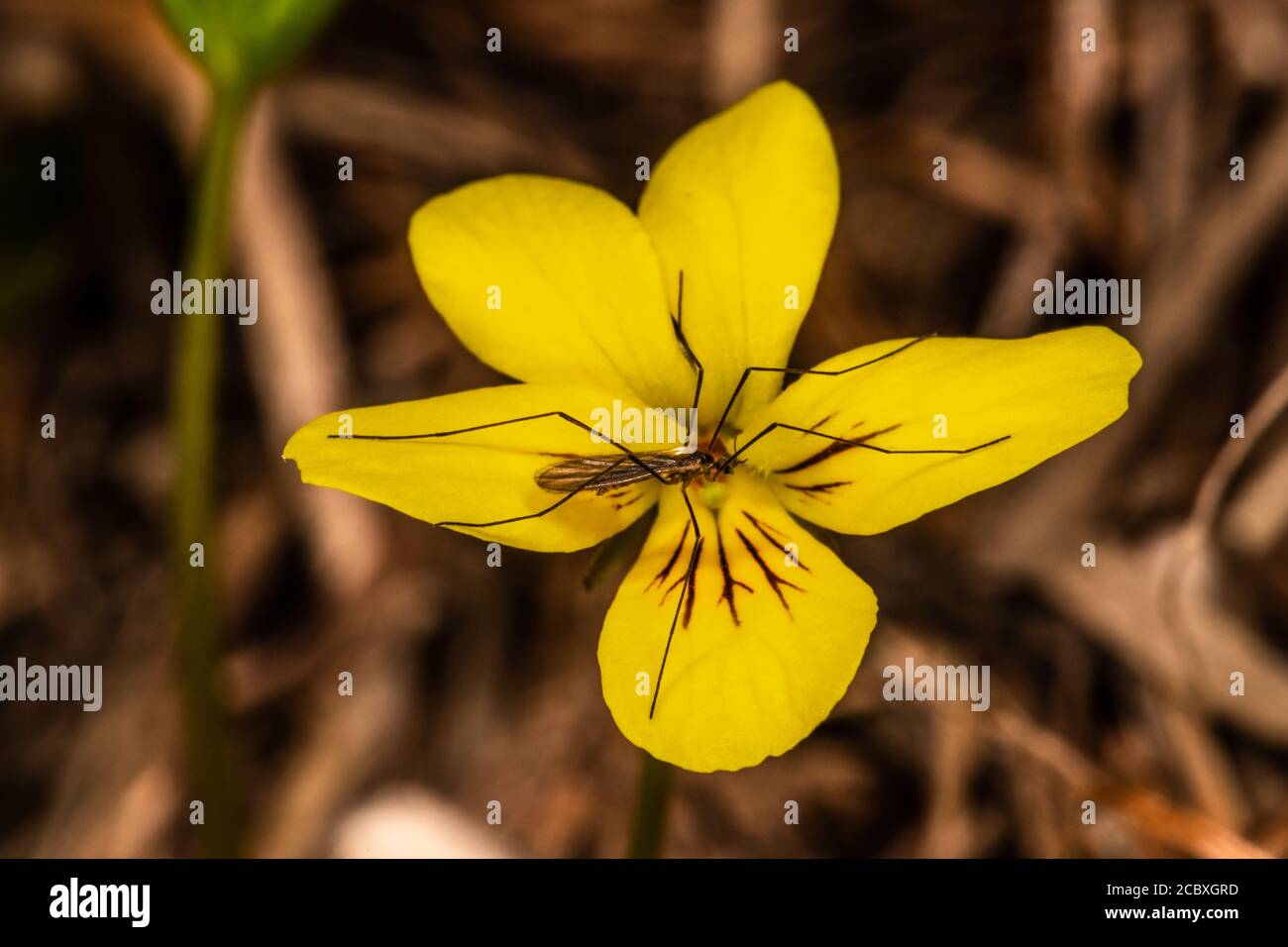 Midge non-biting su viola Goosefoot (viola purea) Foto Stock