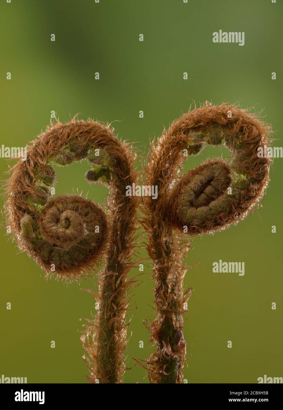 Fronti di felce a scudo morbido, Polystichum setiferum, che si districano in primavera. Bosco, Dorset. Foto Stock