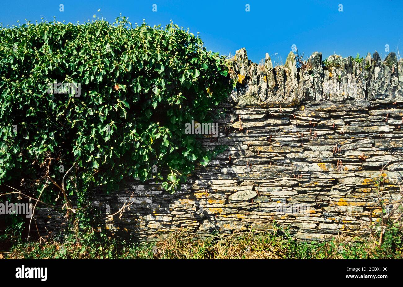 Muro di pietra rurale e hedgerow, Regno Unito Foto Stock