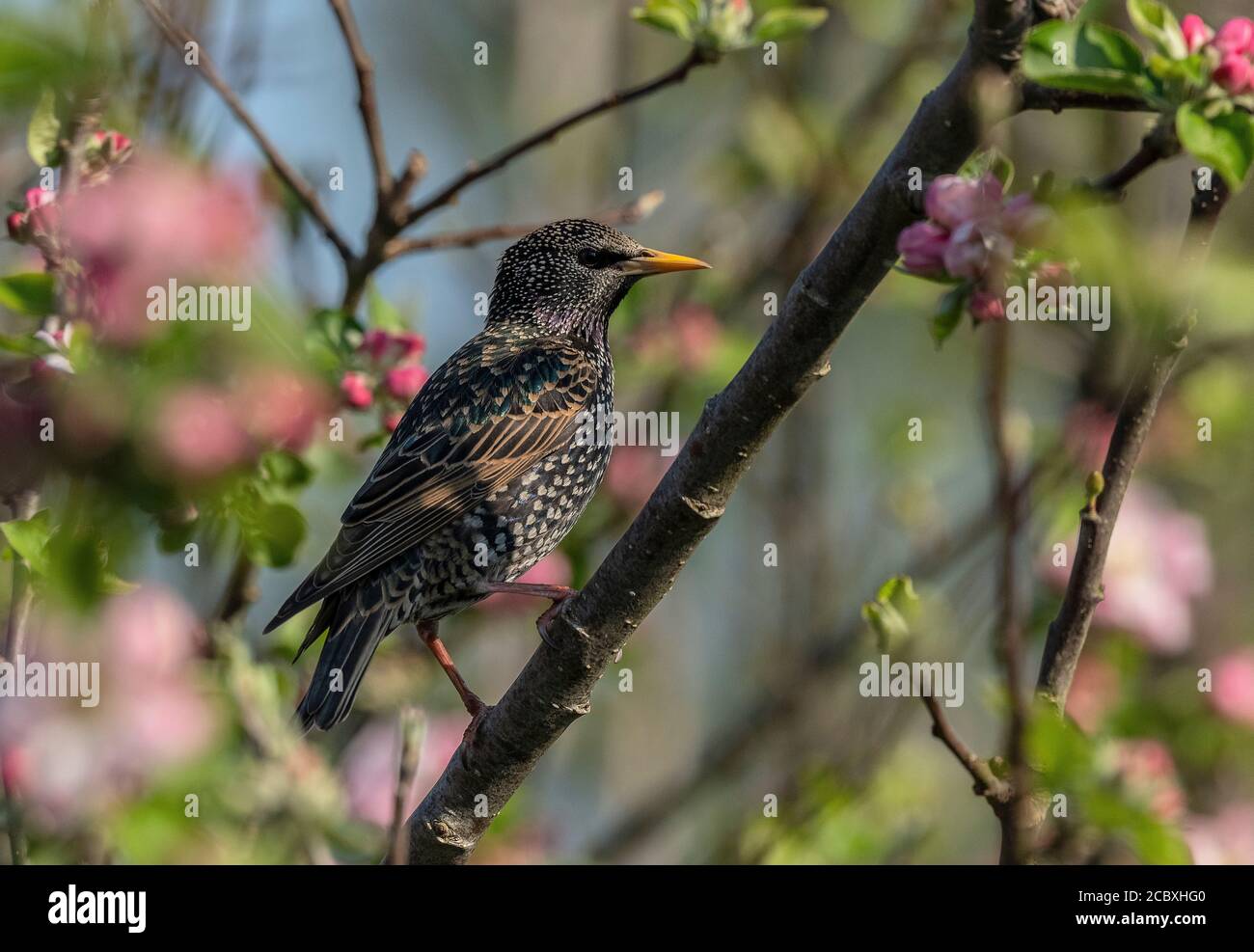 Starling adulto, Sturnus vulgaris, in piumaggio di riproduzione, arroccato su albero di mela. Foto Stock