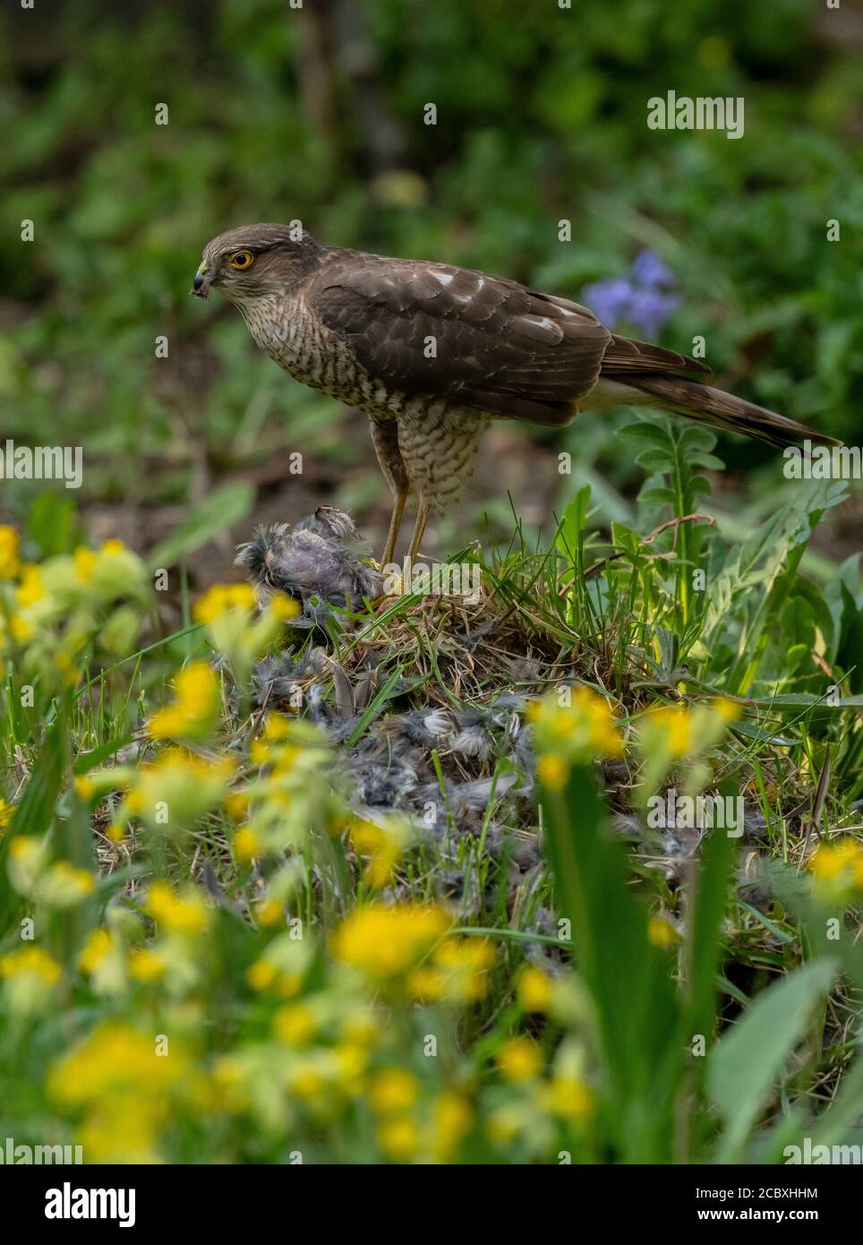Femmina Sparrowhawk, Accipiter nisus, con recentemente ucciso Casa Sparrow, in giardino di fauna selvatica. Foto Stock