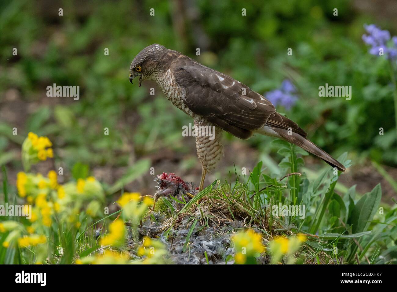 Femmina Sparrowhawk, Accipiter nisus, con recentemente ucciso Casa Sparrow, in giardino di fauna selvatica. Foto Stock