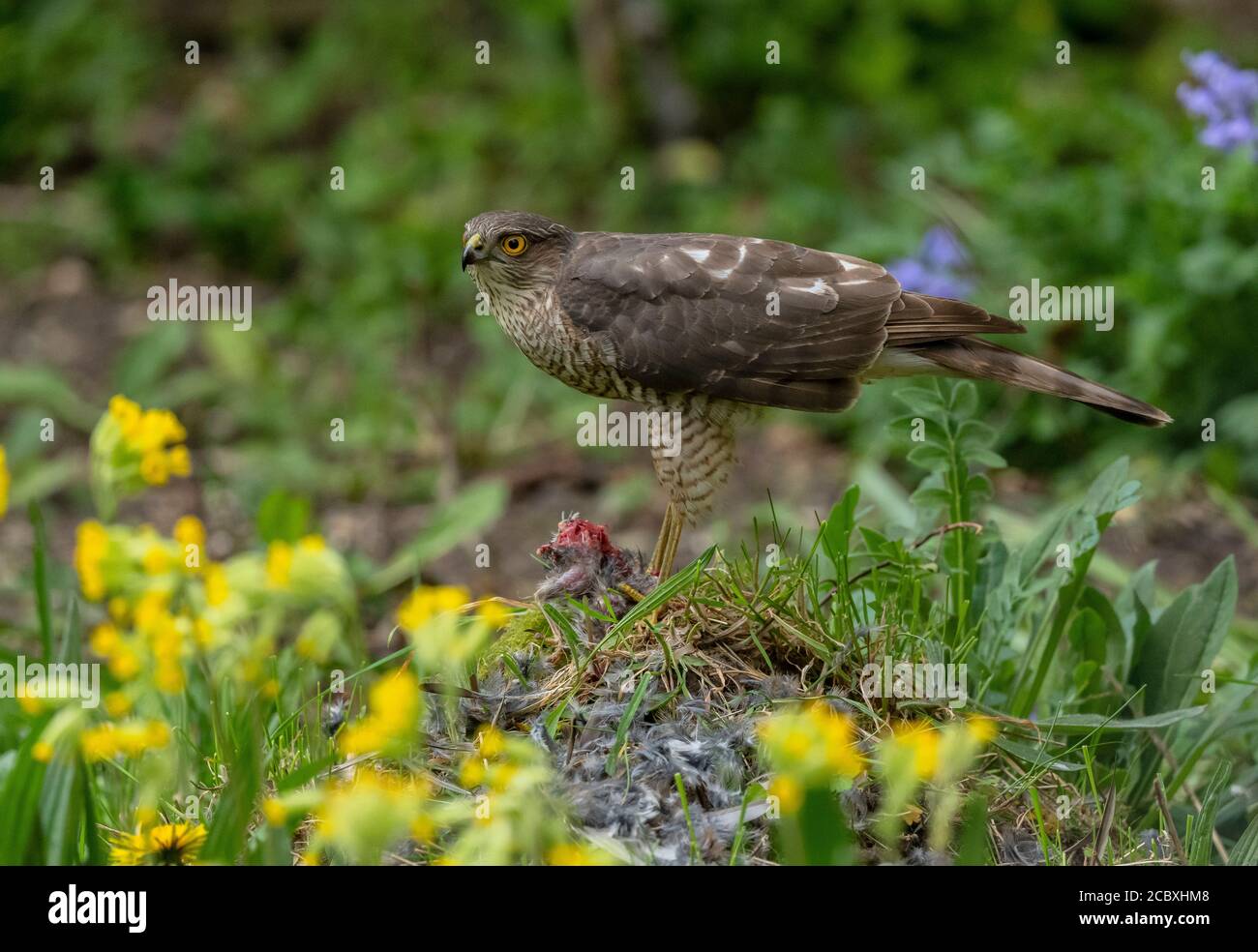 Femmina Sparrowhawk, Accipiter nisus, con recentemente ucciso Casa Sparrow, in giardino di fauna selvatica. Foto Stock