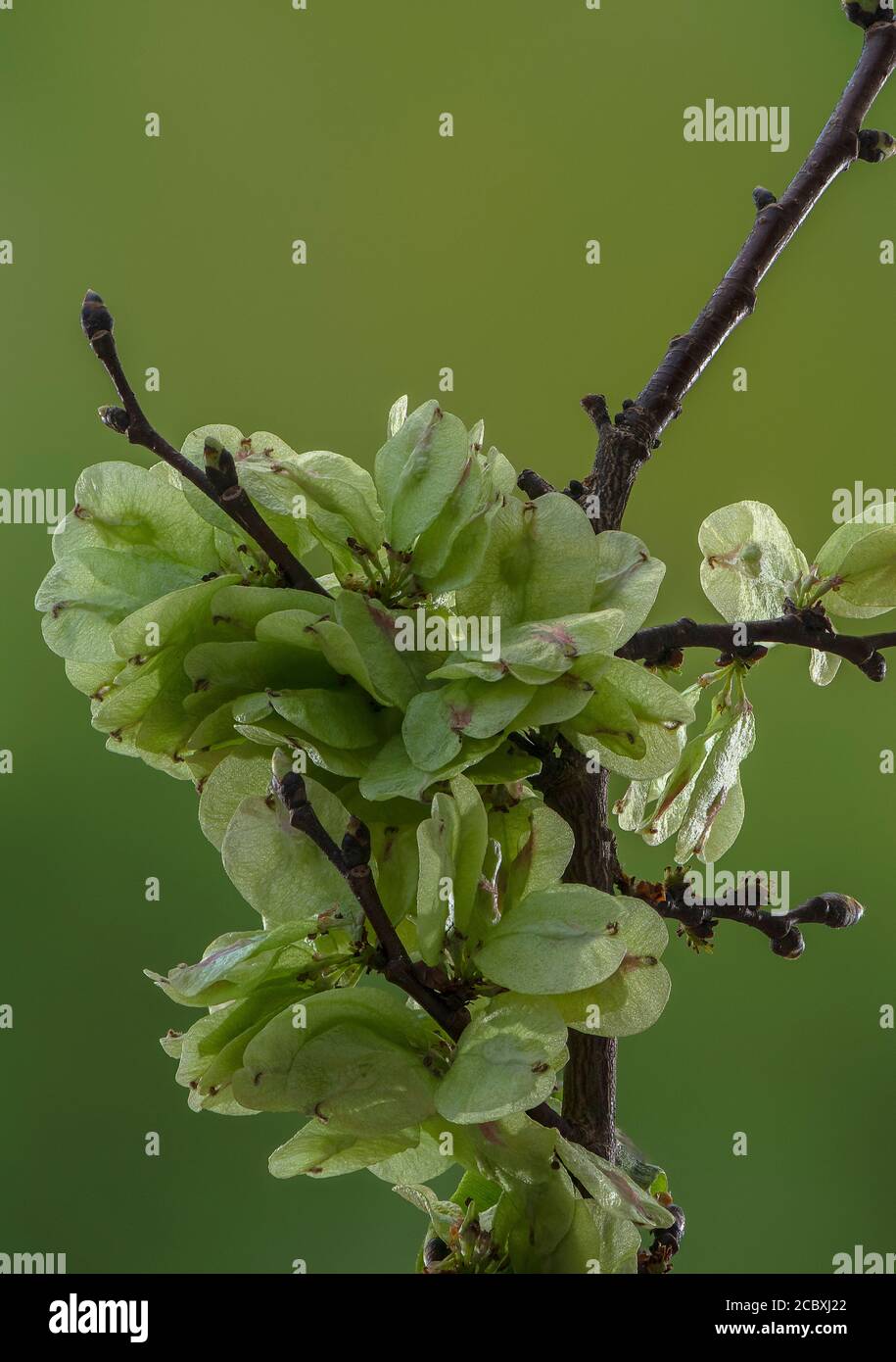 Sviluppare frutti di Elm inglese, Ulmus procera, in primavera. Foto Stock