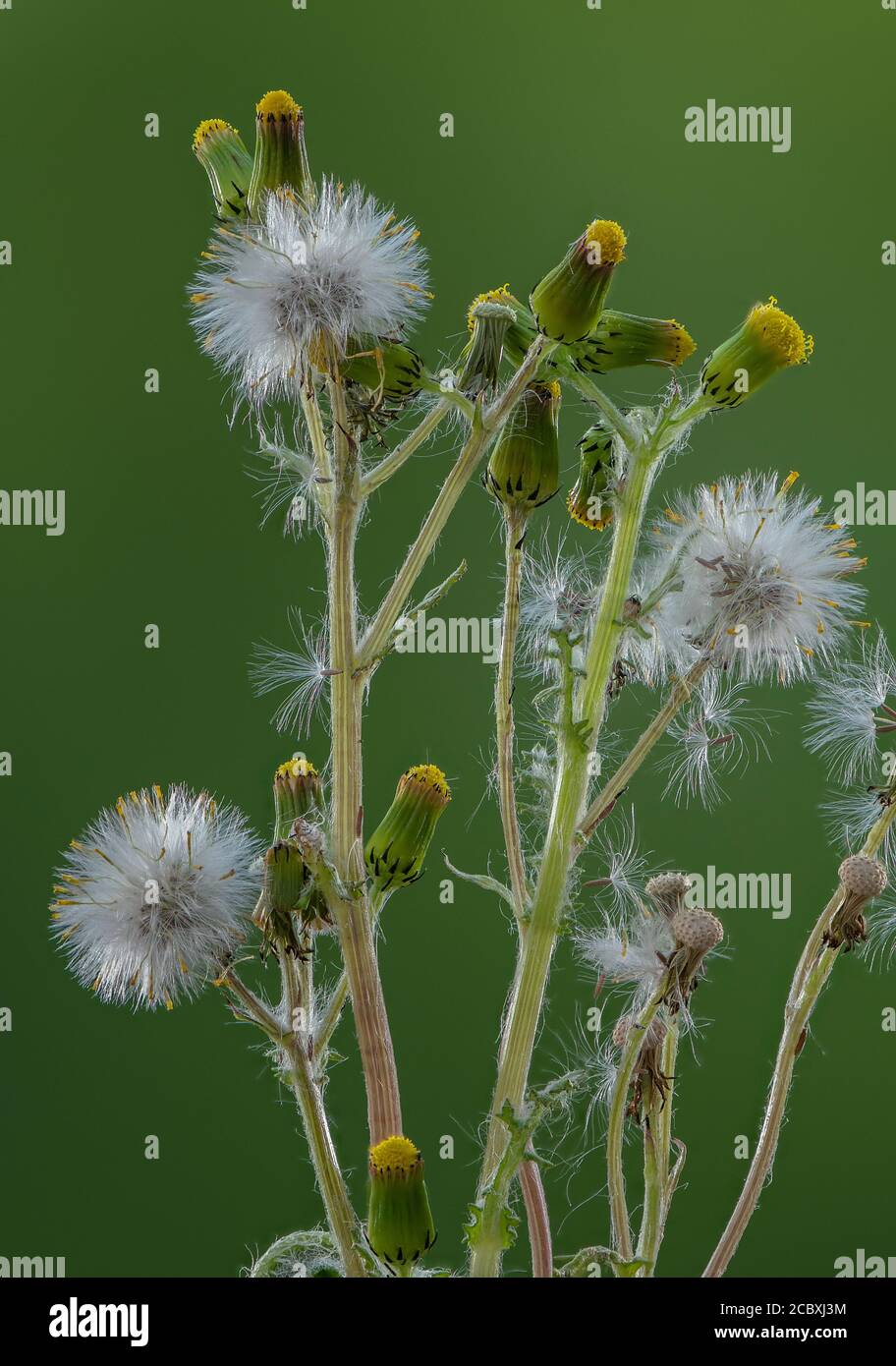 Comune Groundsel, Senecio vulgaris, in fiore e frutta. Foto Stock