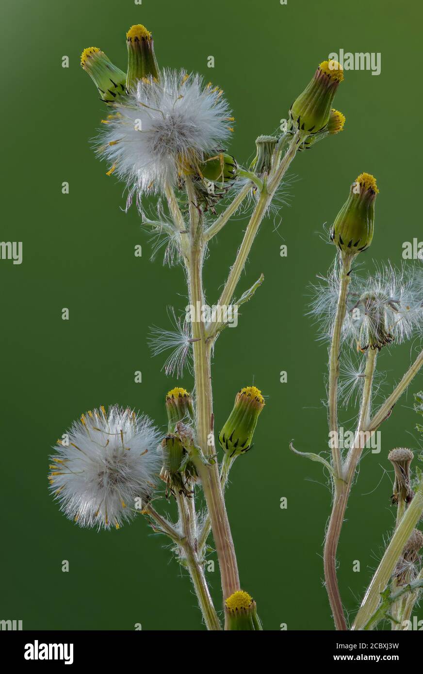 Comune Groundsel, Senecio vulgaris, in fiore e frutta. Foto Stock