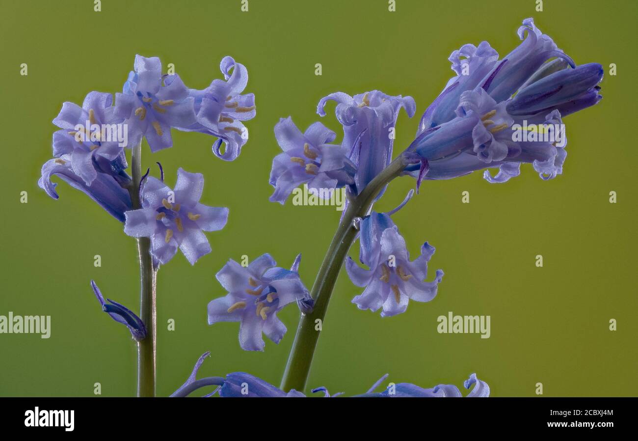 Bluebells, Hyacinthoides non-scripta in fiore in primavera, mostrando antere crema. Foto Stock