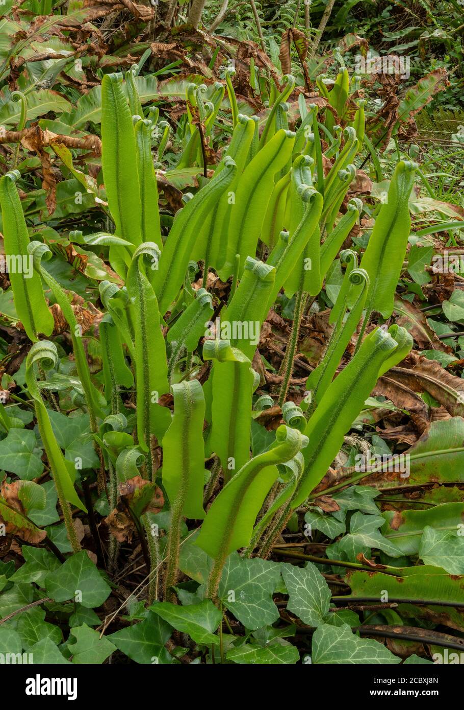 HART'S-Tongue Fern, Asplenium scoplendrium, fronti che si srotola in primavera in boschi leggeri. Foto Stock