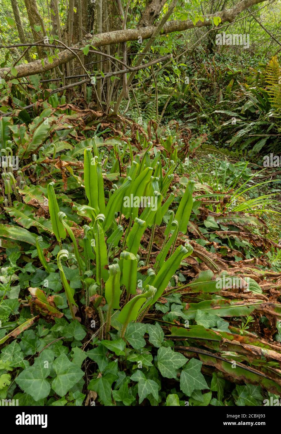 HART'S-Tongue Fern, Asplenium scoplendrium, fronti che si srotola in primavera in boschi leggeri. Foto Stock