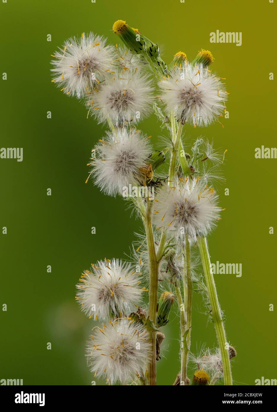 Comune Groundsel, Senecio vulgaris, in fiore e frutta. Foto Stock