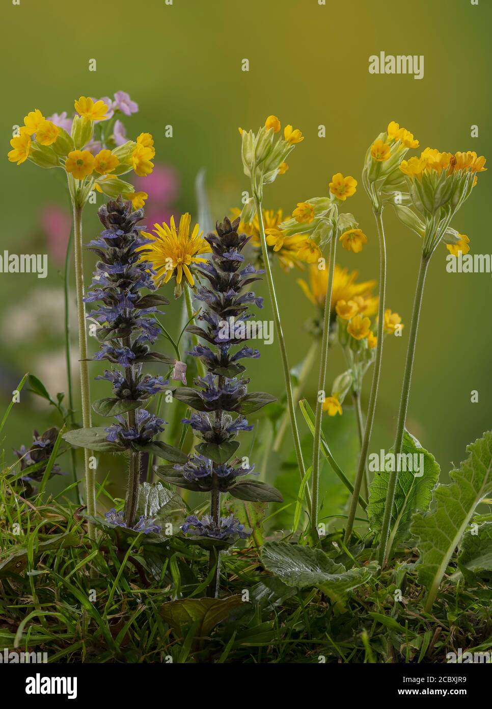 Fiori di prato in primavera, soprattutto cowslips, Bugle e Dandelions. Dorset. Foto Stock