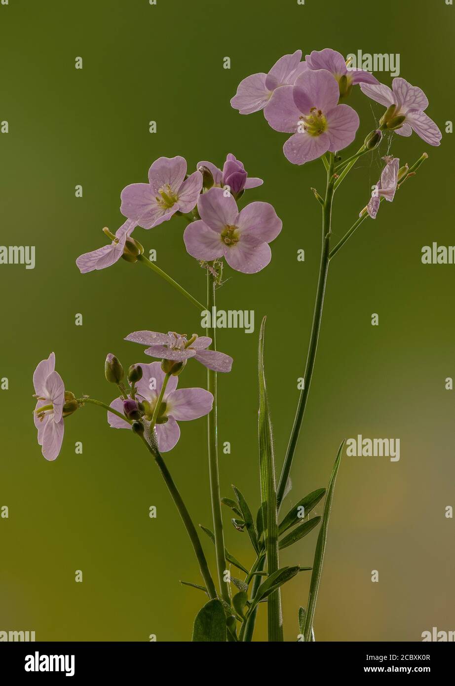 Cuckooflower o dama di smock, Cardamine pratensis, in fiore in prato umido, primavera. Foto Stock