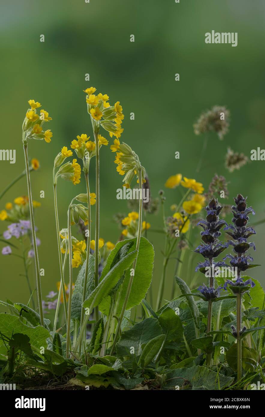 Prato fiorito con cowslips, Bugle, Fiore a cucù e altre specie in primavera. Foto Stock