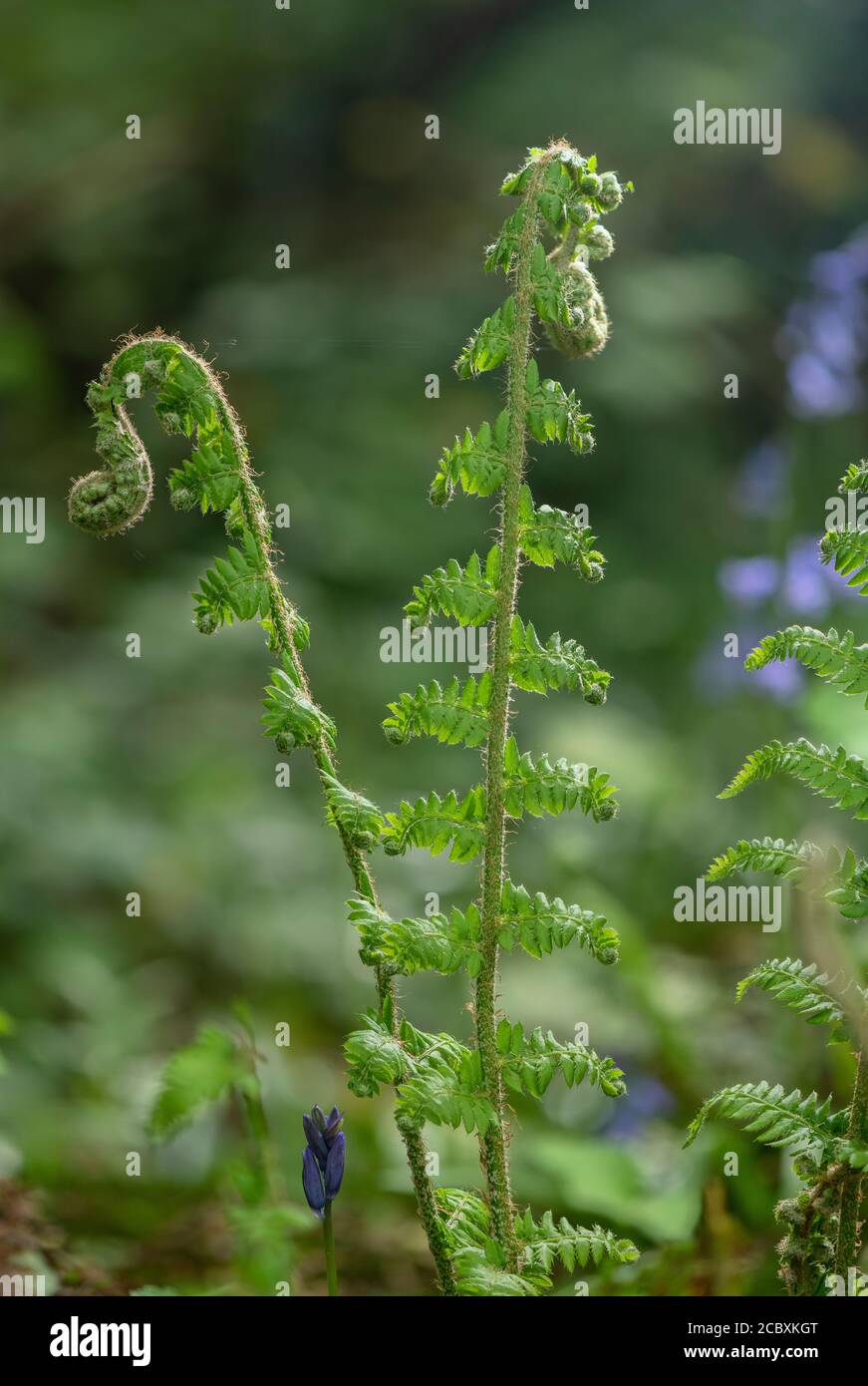 Felce con protezione morbida, Polystichum setiferum, fronti che si districano in primavera. Foto Stock