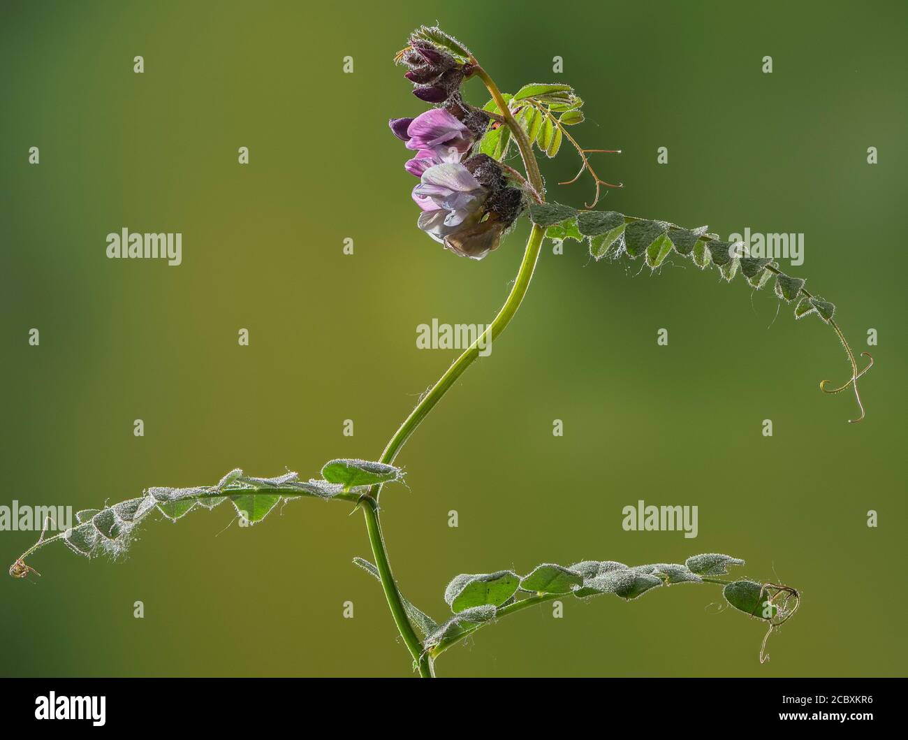 Bush vetch, Vicia sepium, in fiore in prato in primavera. Foto Stock