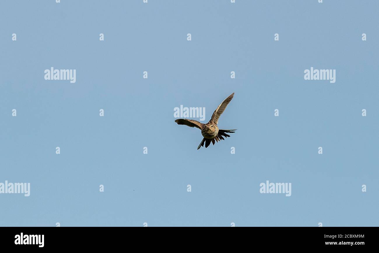 Skylark, Alauda arvensis, in volo di canzone in primavera sull'area di nidificazione. Dorset. Foto Stock