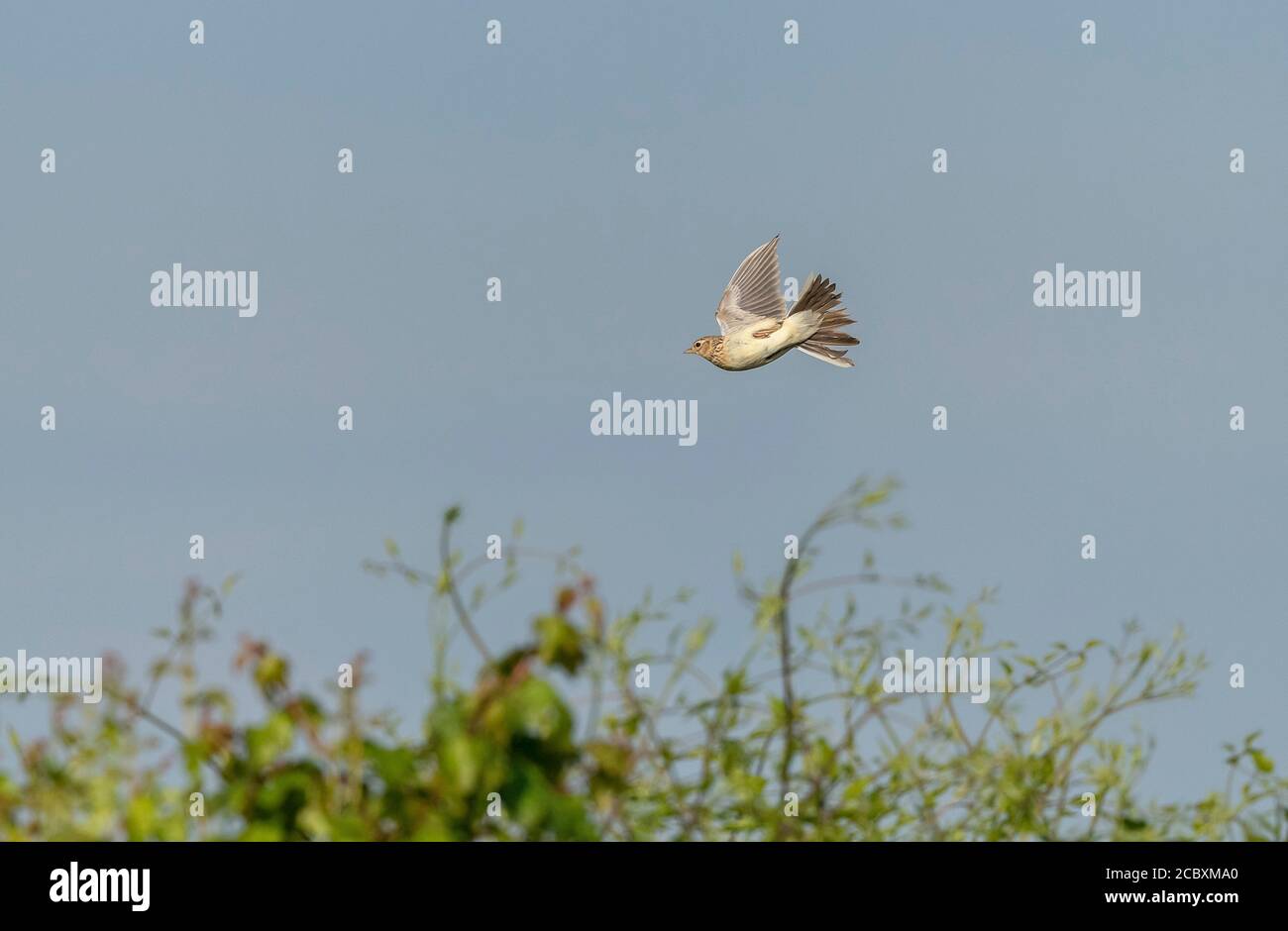 Skylark, Alauda arvensis, in volo di canzone in primavera sull'area di nidificazione. Dorset. Foto Stock