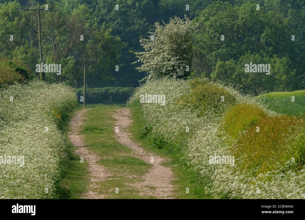 Pista o greenway sul gesso vicino Badbury anelli, bordato con prezzemolo di mucca. Dorset. Foto Stock