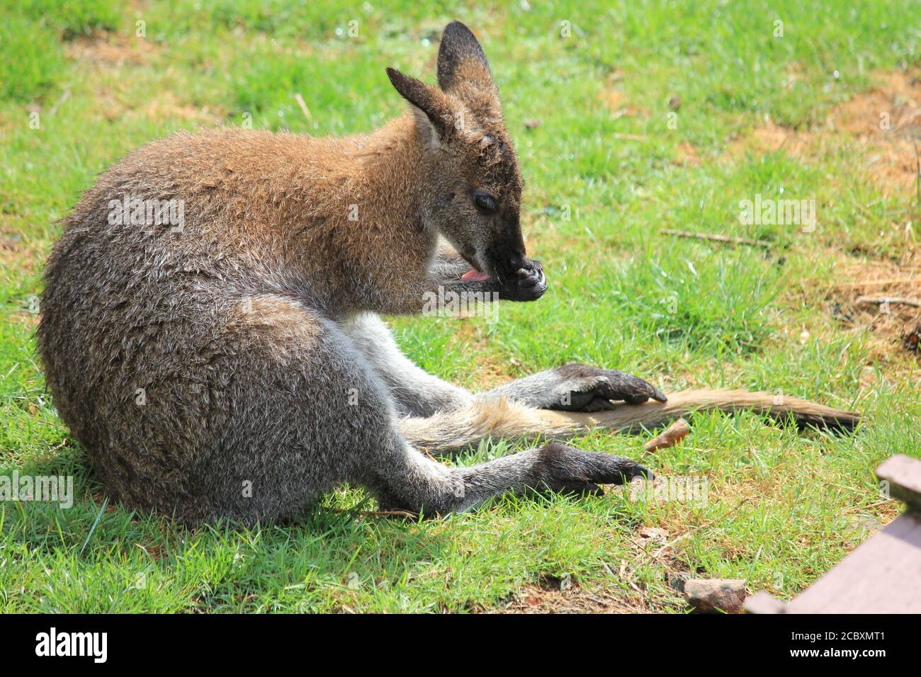 Wallaby Foto Stock