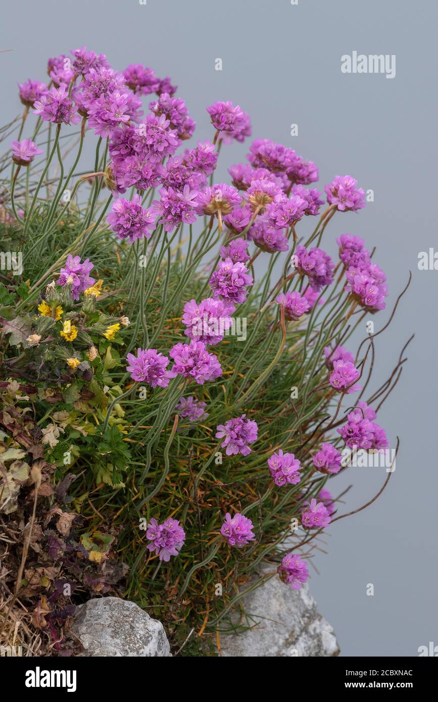 Thrift, Armeria maritima, in fiore sul bordo di una scogliera calcarea, Berry Head, Devon. Foto Stock