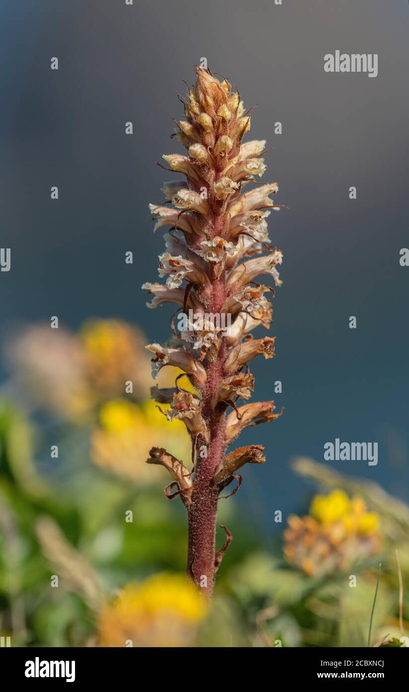 Ivy Broomcolza, orobanche hederae parassita su edera. Berry Head, Devon. Foto Stock